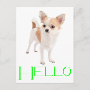 Hallo Chihuahua Puppies Hond Postkaart