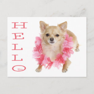 Hallo Chihuahua Puppies Hond Postkaart