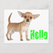 hallo Chihuahua Puppy Dog Post Card Briefkaart (Voorkant)