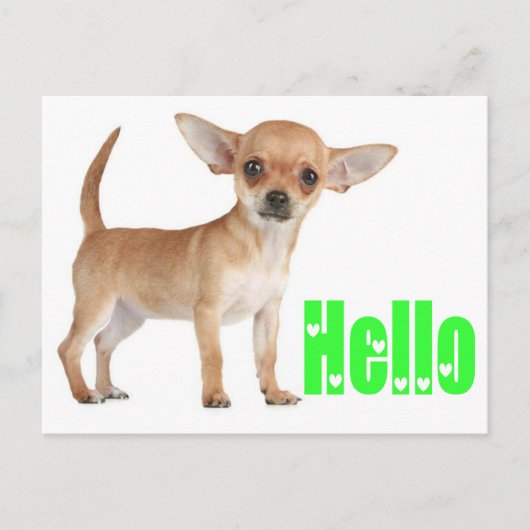 hallo Chihuahua Puppy Dog Post Card Briefkaart (Voorkant)