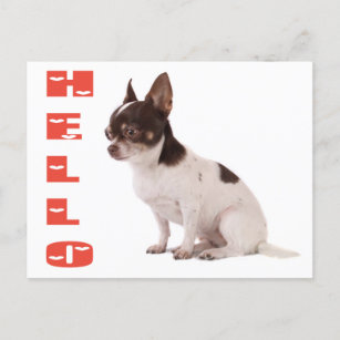 hallo Chihuahua Puppy Dog Post Card Briefkaart