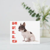 hallo Chihuahua Puppy Dog Post Card Briefkaart (Staand voorkant)