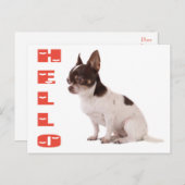 hallo Chihuahua Puppy Dog Post Card Briefkaart (Voorkant / Achterkant)