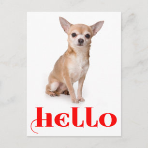 Hallo Chihuahua Puppy Hond Postkaart