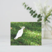 hallo Cocky Briefkaart (Staand voorkant)