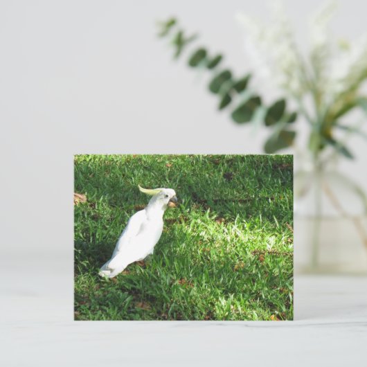 hallo Cocky Briefkaart (Staand voorkant)