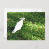 hallo Cocky Briefkaart (Voorkant / Achterkant)