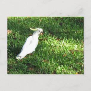 hallo Cocky Briefkaart