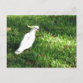 hallo Cocky Briefkaart (Voorkant)