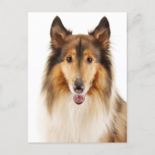 hallo Collie Puppy Dog Post Card Briefkaart