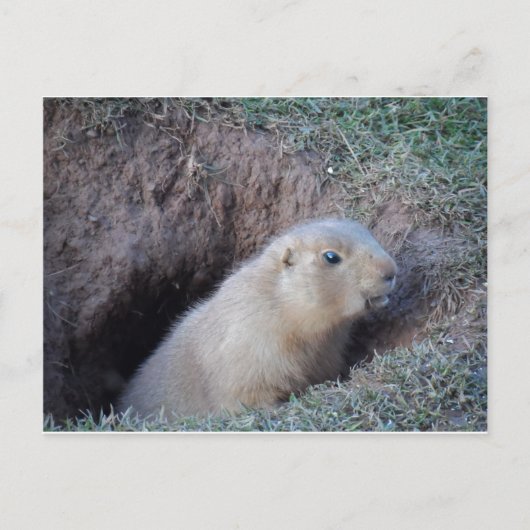 Hallo daar briefkaart (Voorkant)