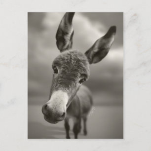 Hallo daar briefkaart