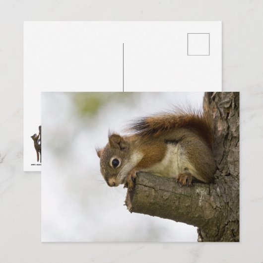 hallo daar briefkaart (Voorkant / Achterkant)