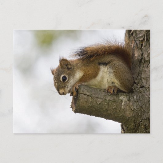 hallo daar briefkaart (Voorkant)