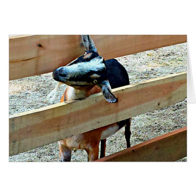 hallo daar! Geitenvlees Wenskaart (Voorkant Horizontaal)