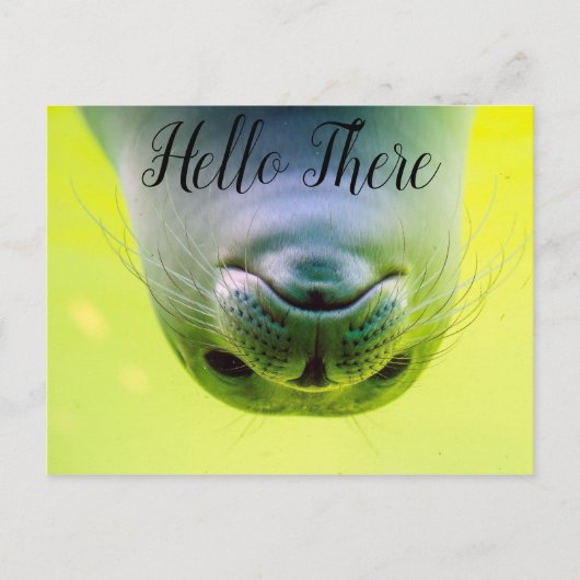 Hallo daar zeehond briefkaart (Voorkant)