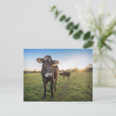 hallo daar zei de koe briefkaart (Staand voorkant)