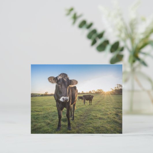 hallo daar zei de koe briefkaart (Staand voorkant)