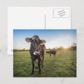 hallo daar zei de koe briefkaart (Voorkant / Achterkant)