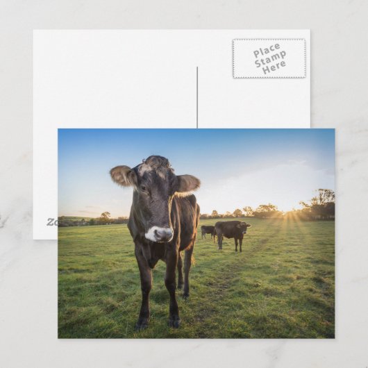 hallo daar zei de koe briefkaart (Voorkant / Achterkant)