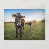 hallo daar zei de koe briefkaart (Voorkant)