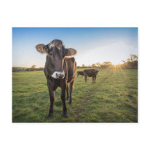 hallo daar zei de koe