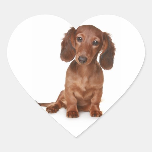 Hallo Dachshund Puppy Dog Sticker / Label (Voorkant)