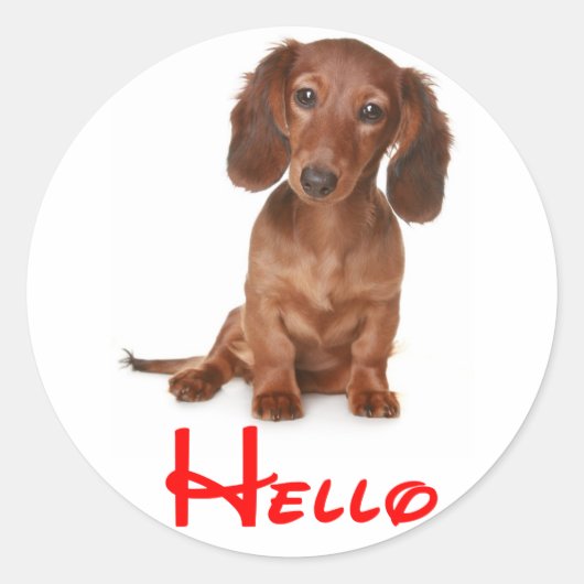 Hallo Dachshund Puppy Dog Sticker / Label