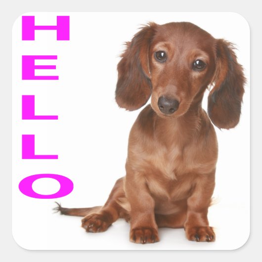 Hallo Dachshund Puppy Dog Sticker / Label (Voorkant)