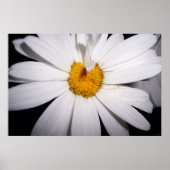 hallo Daisy Poster (Voorkant)