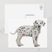 Hallo Dalmatische puppy hond Briefkaart (Voorkant / Achterkant)