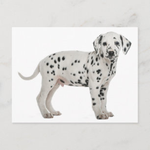 Hallo Dalmatische puppy hond Briefkaart