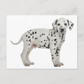 Hallo Dalmatische puppy hond Briefkaart (Voorkant)