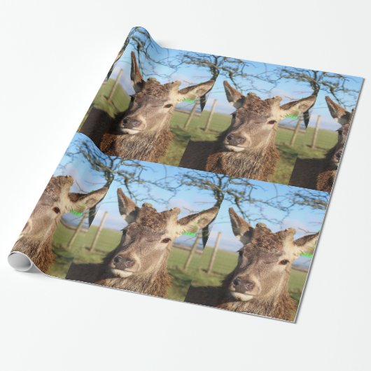 hallo Deer Cadeaupapier (Uitgerold)