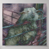 hallo Dolly! Poster (Voorkant)