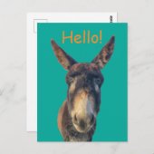 hallo Donkey Boerderij Animal Briefkaart (Voorkant / Achterkant)