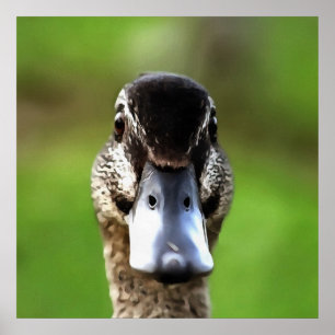 hallo Ducky Quirky Duck Portrait Poster