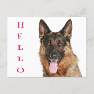 hallo Duitse herderschapspuppy dog blanco postkaar Briefkaart