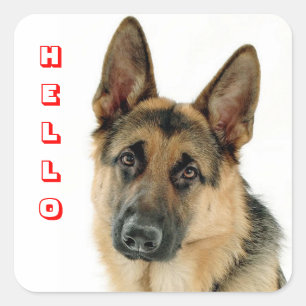 Hallo Duitse Herdershond Puppies Hond Begroetingss Vierkante Sticker