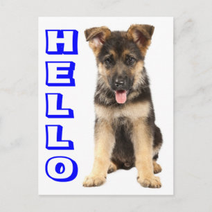Hallo Duitse Herdershond Puppy Hond Lege Postkaart