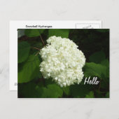 hallo-Een Big Snowball Hydrangeas Flower Briefkaart (Voorkant / Achterkant)