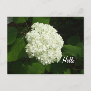 hallo-Een Big Snowball Hydrangeas Flower Briefkaart