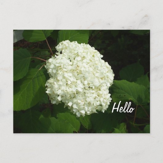 hallo-Een Big Snowball Hydrangeas Flower Briefkaart (Voorkant)