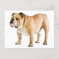 Hallo Engelse Bulldog Puppy Dog -