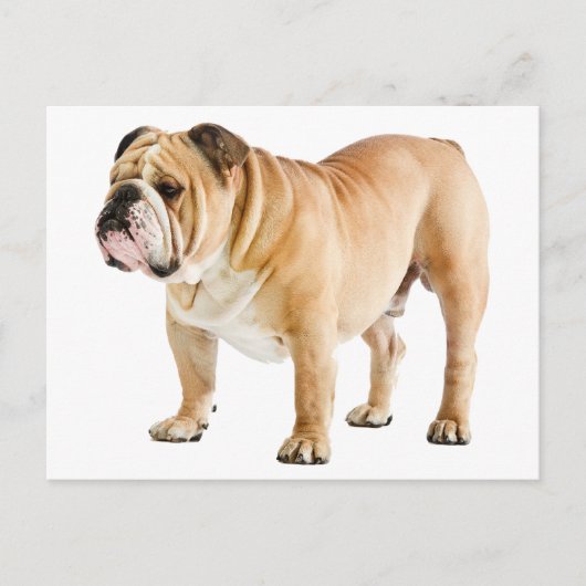Hallo Engelse Bulldog Puppy Dog - Briefkaart (Voorkant)