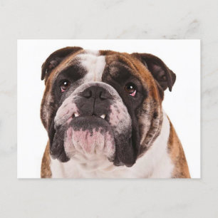 Hallo Engelse Bulldog Puppy Dog - Briefkaart
