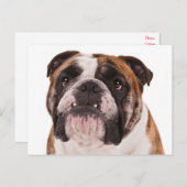 Hallo Engelse Bulldog Puppy Dog - Briefkaart (Voorkant / Achterkant)