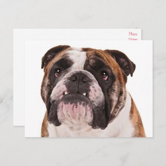 Hallo Engelse Bulldog Puppy Dog - Briefkaart (Voorkant / Achterkant)