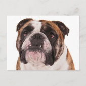 Hallo Engelse Bulldog Puppy Dog - Briefkaart (Voorkant)