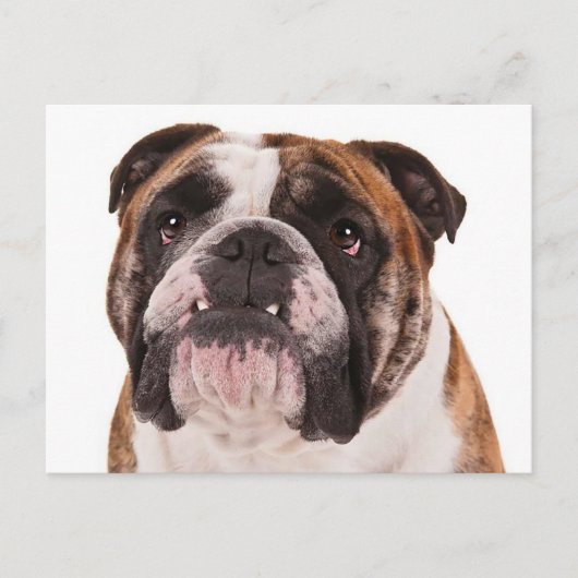 Hallo Engelse Bulldog Puppy Dog - Briefkaart (Voorkant)
